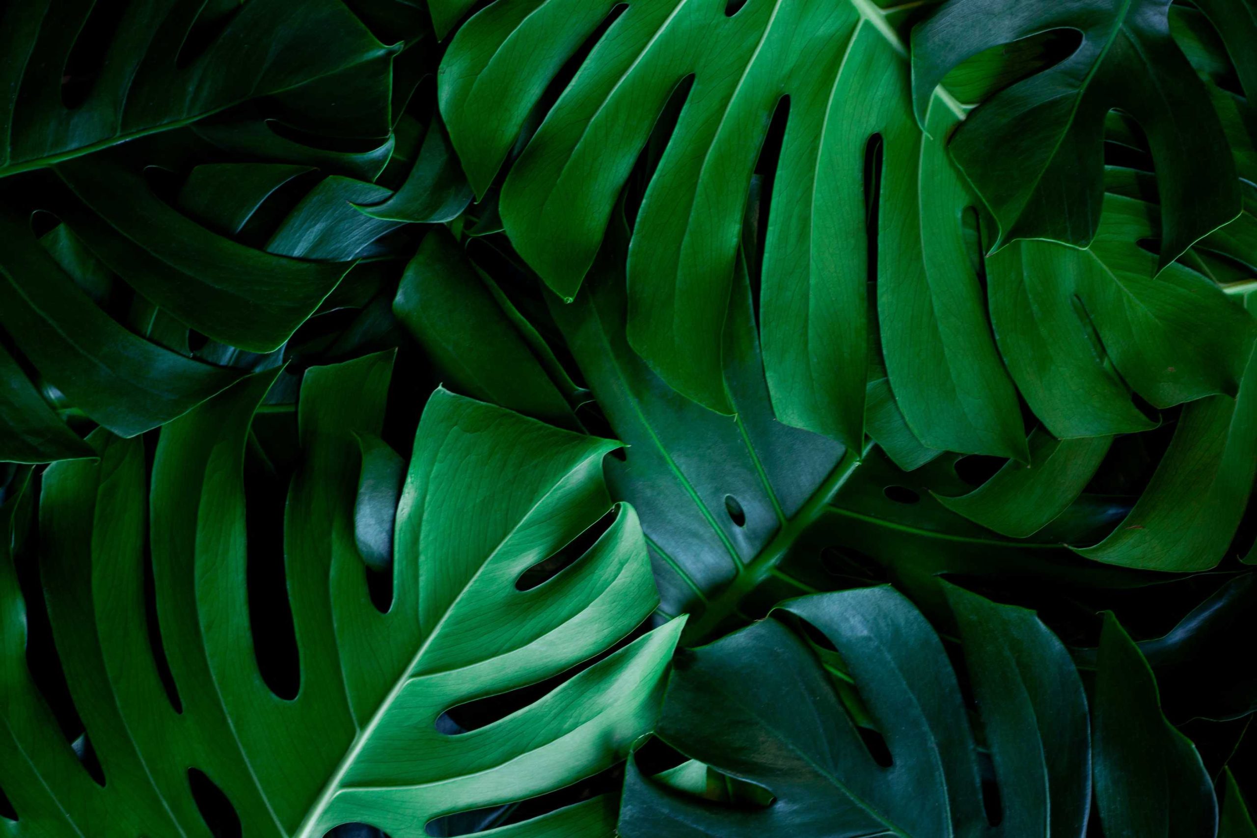 Kunstplanten groothandel